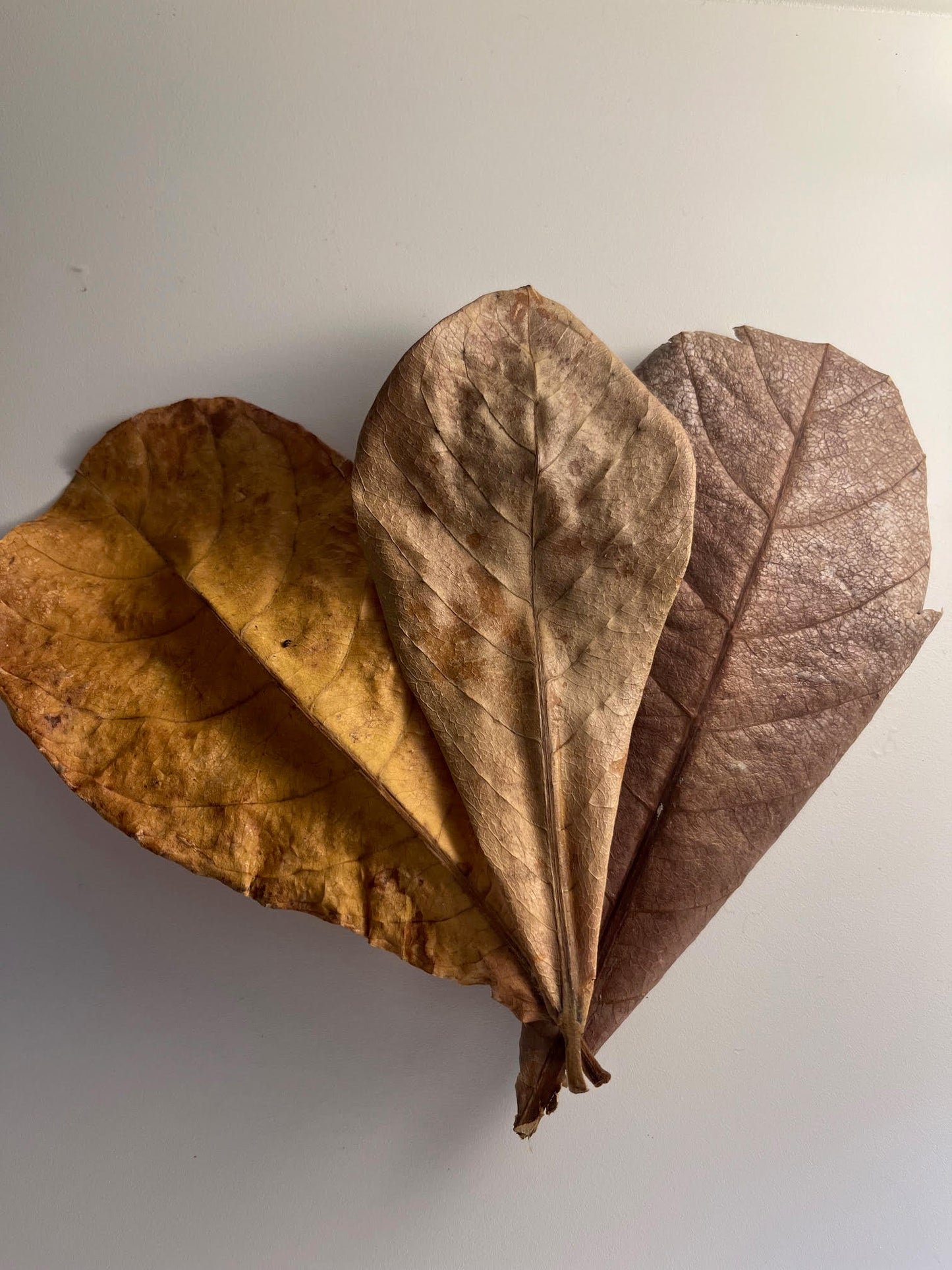 Indian Almond Leaf