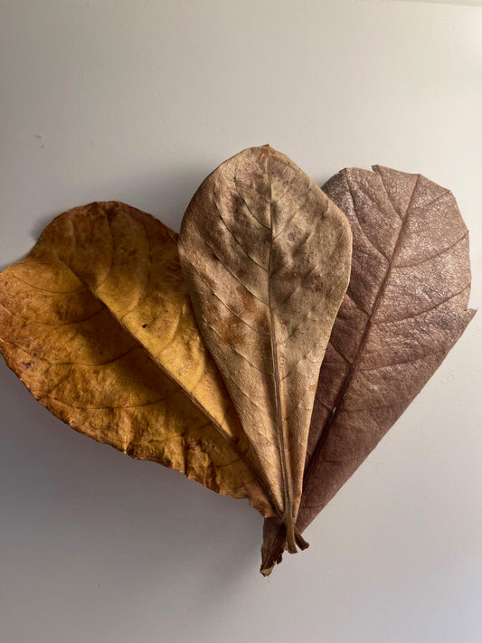 Indian Almond Leaf