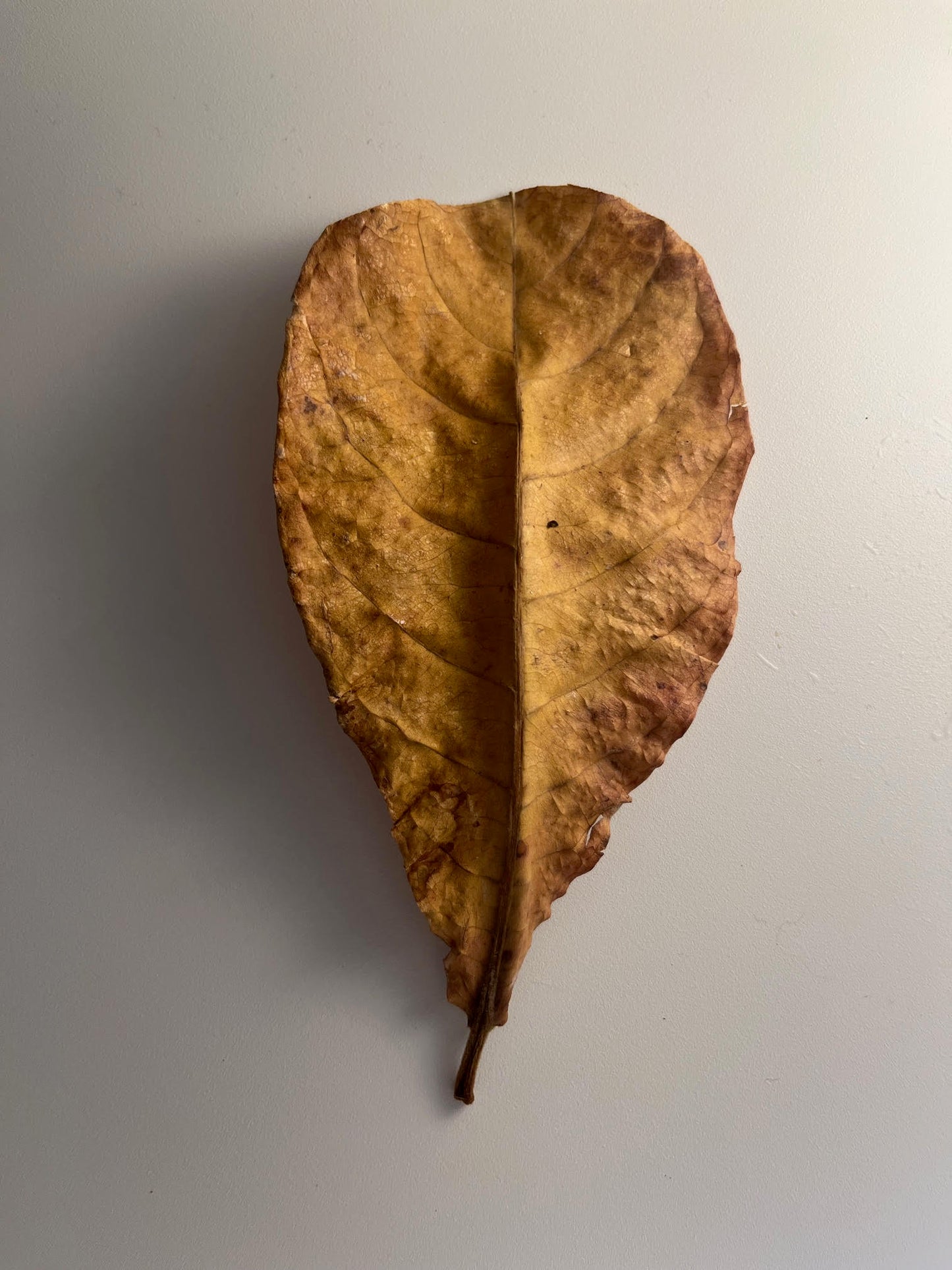 Indian Almond Leaf