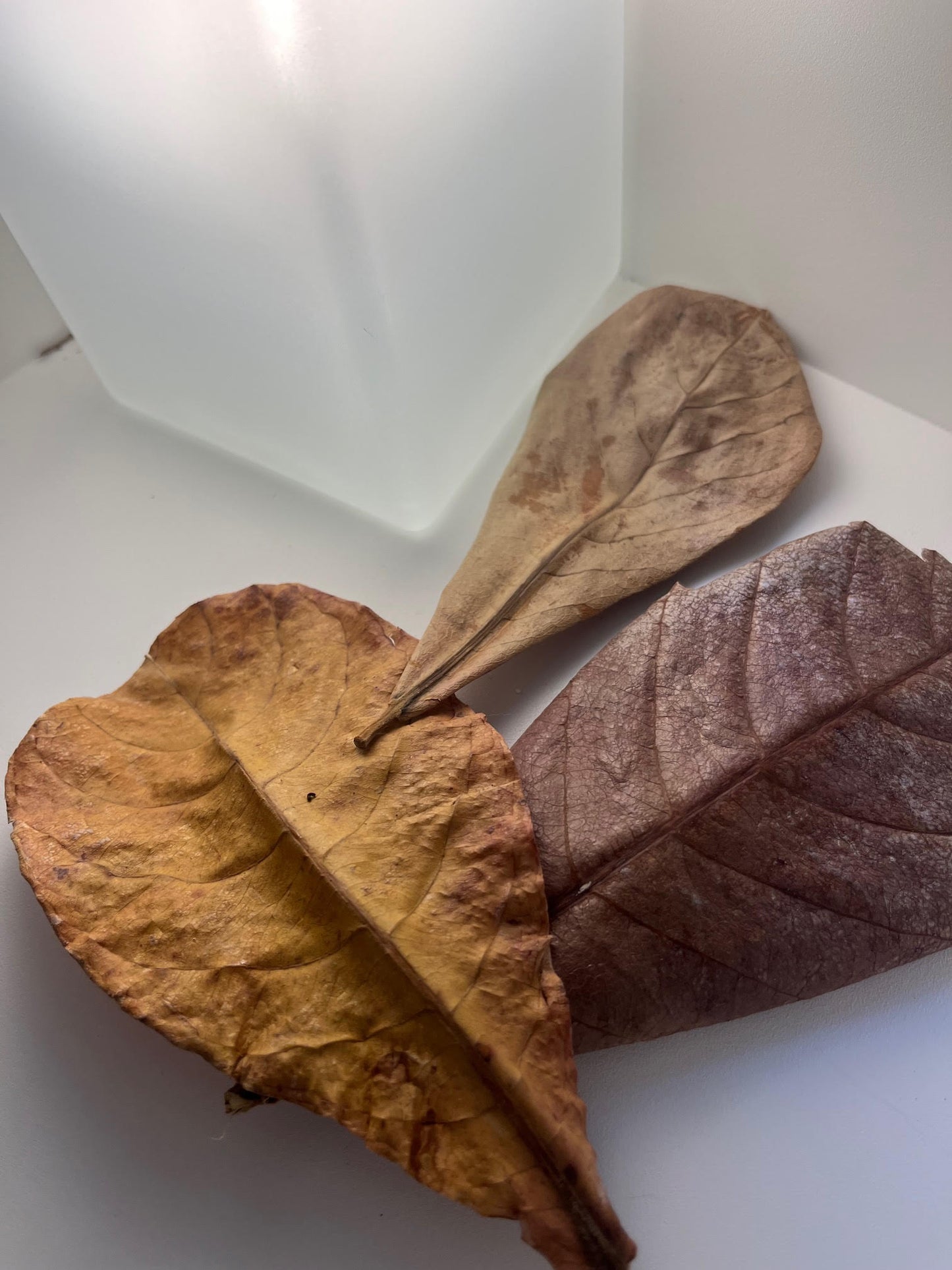 Indian Almond Leaf